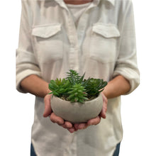 Load image into Gallery viewer, Faux Succulent in Round Cement Pot