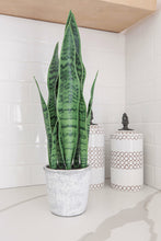 Load image into Gallery viewer, Artificial Sansevieria Faux Plant Mother&#39;s in Law Tongue Plant in Pot -Small, Realistic, Indoor Faux Snake Plant 21&quot; Tall for Your Office Desk, Bathroom, Shelf, Kitchen, Bedroom, Living Room Decor