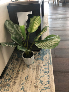 Calathea Plant W/Pot 23" for Home, Office, Kitchen, Floor Arrangement, Plant great on the Floor, on a Stand, in KITCHEN, COUNTER, OUTDOOR/INDOOR PATIO Faux Striped Leaf Houseplant