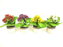 Load image into Gallery viewer, KALANCHOE POT 7&quot; X 4 ASSORTED (YELLOW, WHITE, RED, PURPLE)
