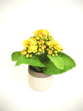 Load image into Gallery viewer, KALANCHOE POT 7&quot; X 4 ASSORTED (YELLOW, WHITE, RED, PURPLE)