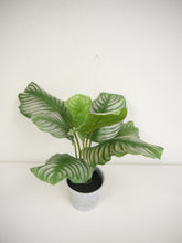 Load image into Gallery viewer, Calathea Plant W/Pot 23&quot; for Home, Office, Kitchen, Floor Arrangement, Plant great on the Floor, on a Stand, in KITCHEN, COUNTER, OUTDOOR/INDOOR PATIO Faux Striped Leaf Houseplant