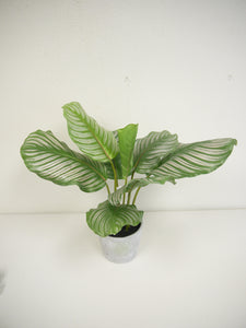 Calathea Plant W/Pot 23" for Home, Office, Kitchen, Floor Arrangement, Plant great on the Floor, on a Stand, in KITCHEN, COUNTER, OUTDOOR/INDOOR PATIO Faux Striped Leaf Houseplant