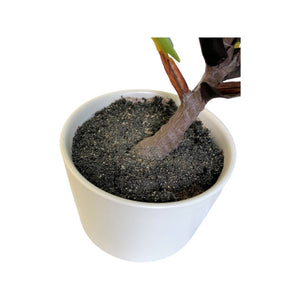 Artificial 13" Natural Touch Fiddle Fig Leaf W/ Ceramic Pot - Small, Realistic Touch, Indoor for Your Office Desk, Bathroom, Kitchen Room Décor